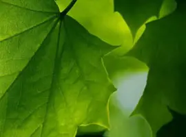 Environmental Services